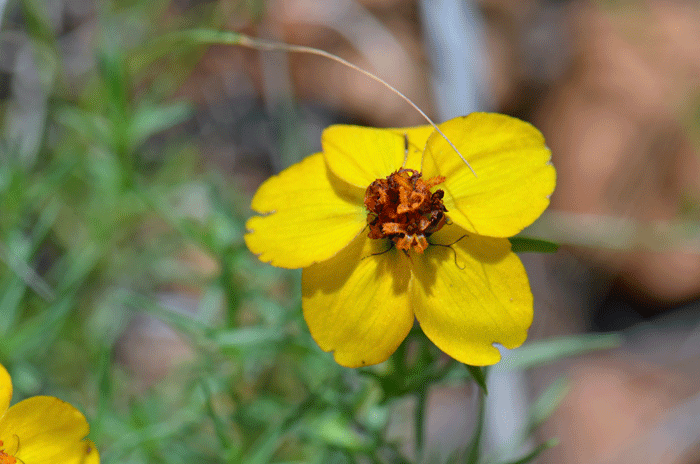 Rocky Mountain Zinnia has bright yellow or yellow orange flowers. The flowers are about 1.5 inches (3.81) across.  Zinnia grandiflora